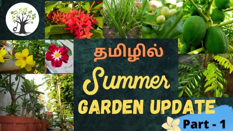 Summer month Garden update PART – 1 in Tamil | 2022 May | Garden Tour Tamil | Growing Green Tamil